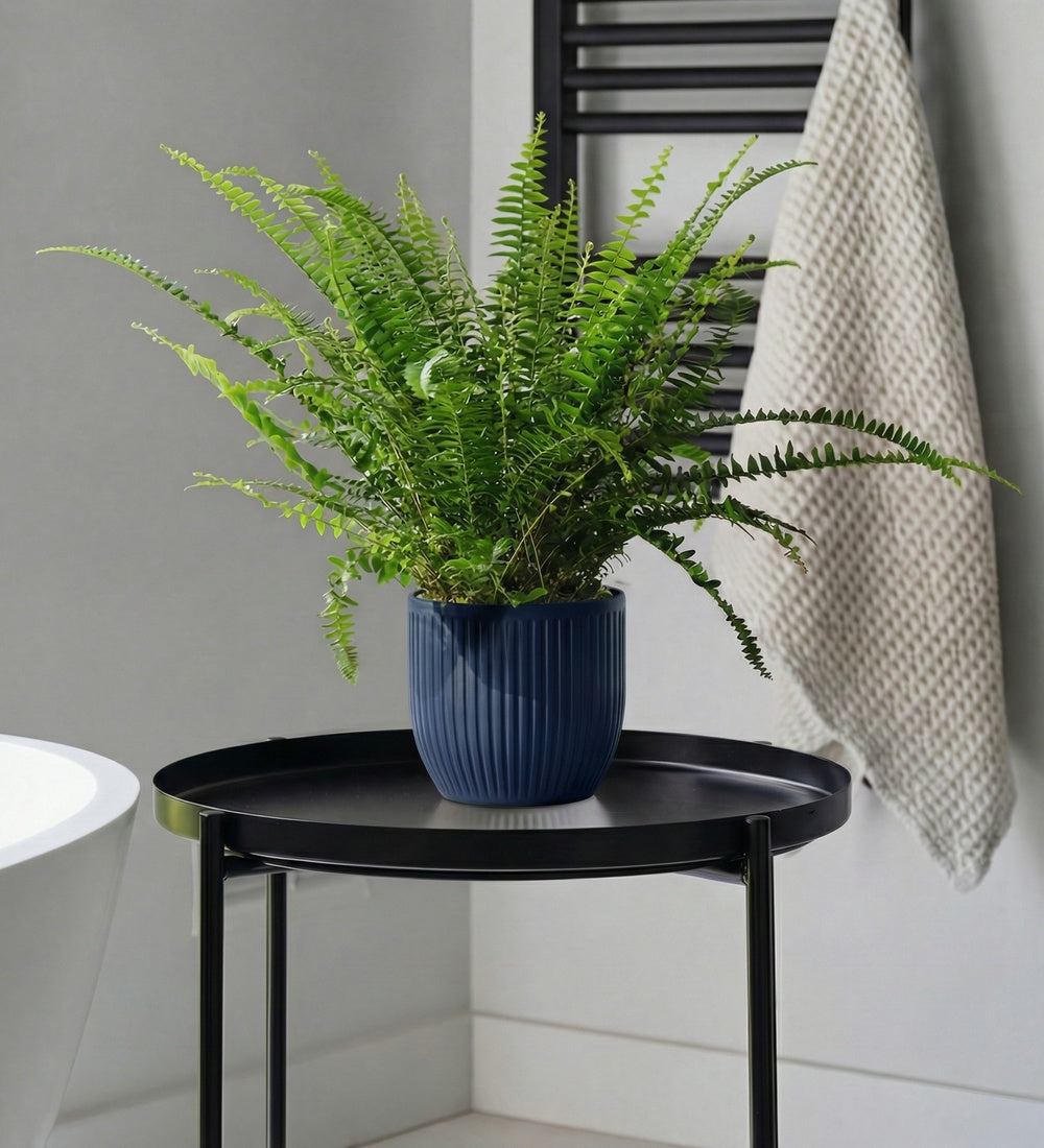 Boston Fern & Pot