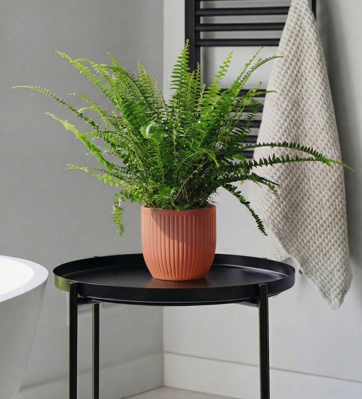 Boston Fern & Pot