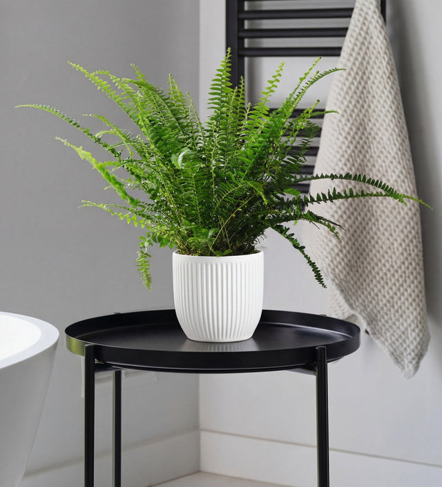 Boston Fern & Pot