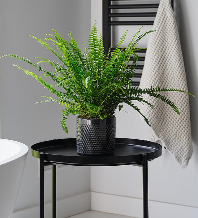Boston Fern & Pot