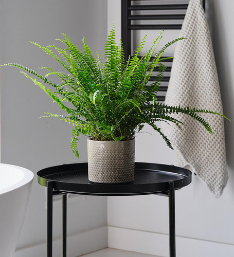 Boston Fern & Pot