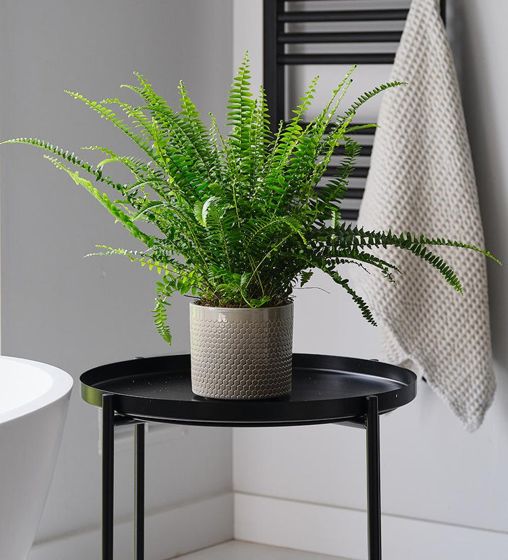 Boston Fern & Pot