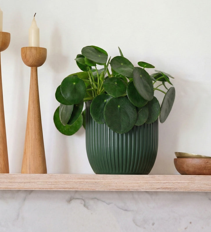 Chinese Money Plant & Pot