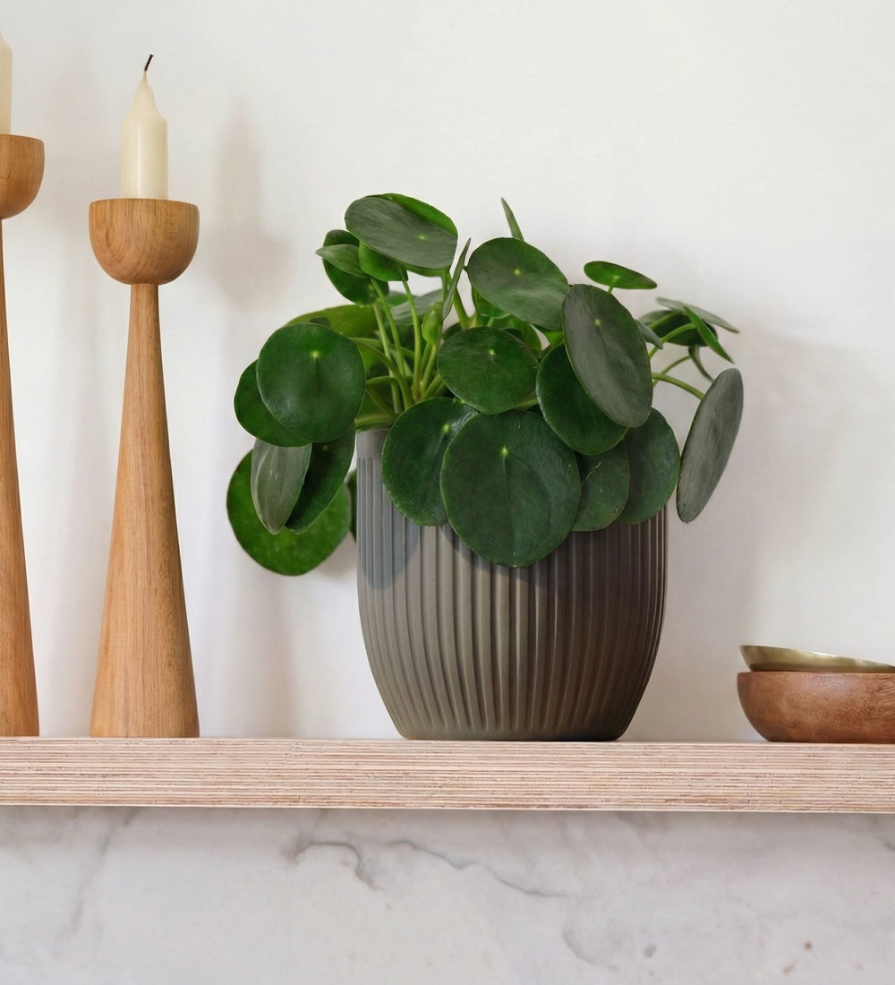 Chinese Money Plant & Pot