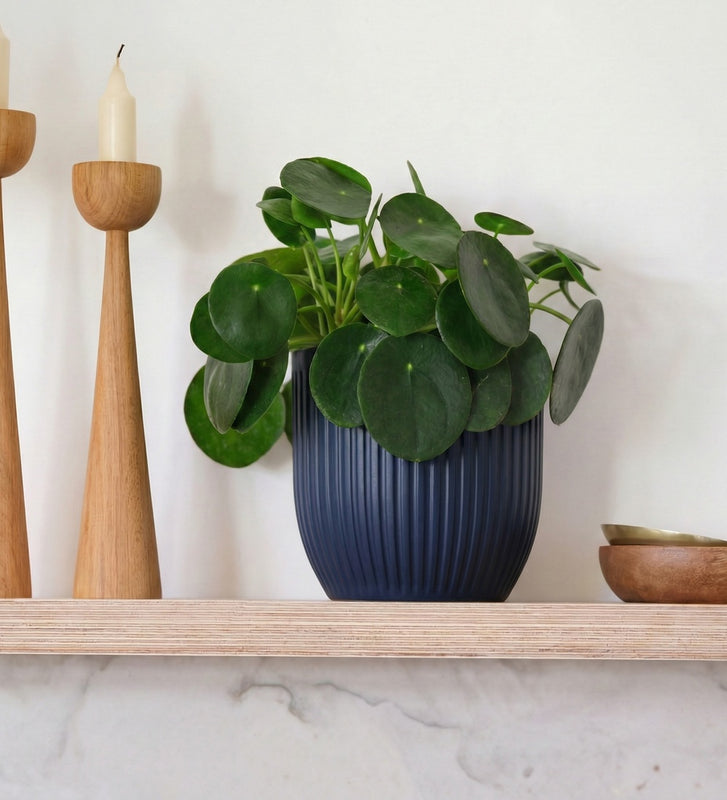 Chinese Money Plant & Pot
