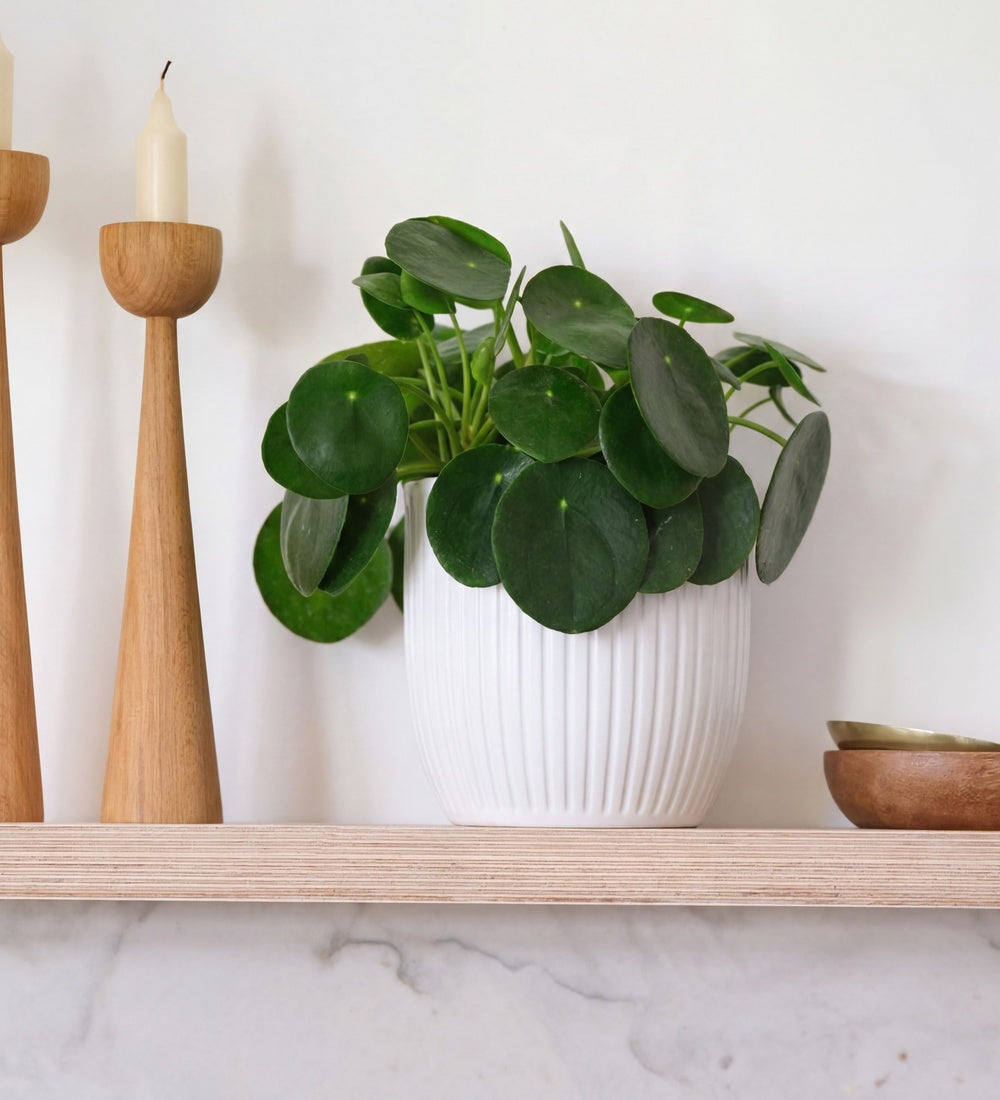 Chinese Money Plant & Pot