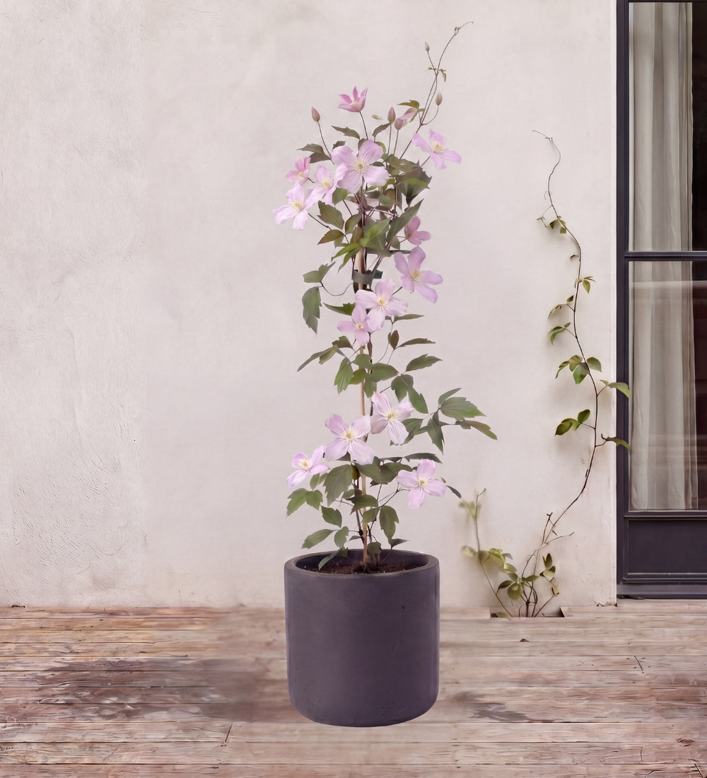 Clematis Montana
