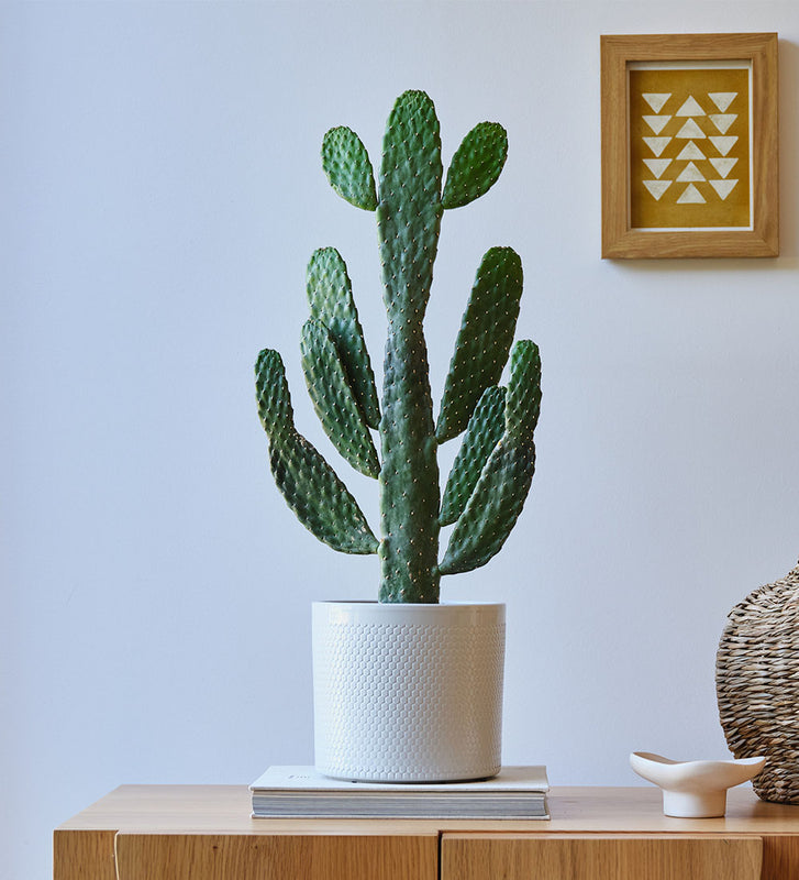 Cowboy Cactus & Pot