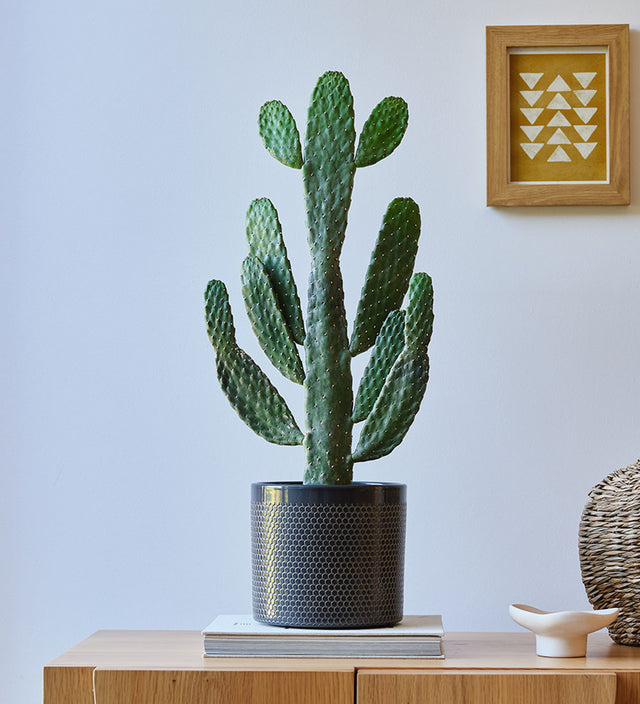 Cowboy Cactus & Pot