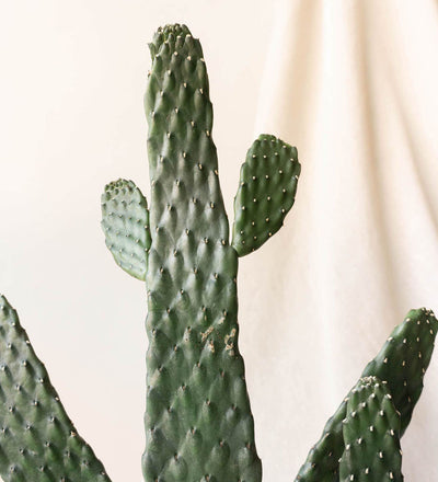 Cowboy Cactus