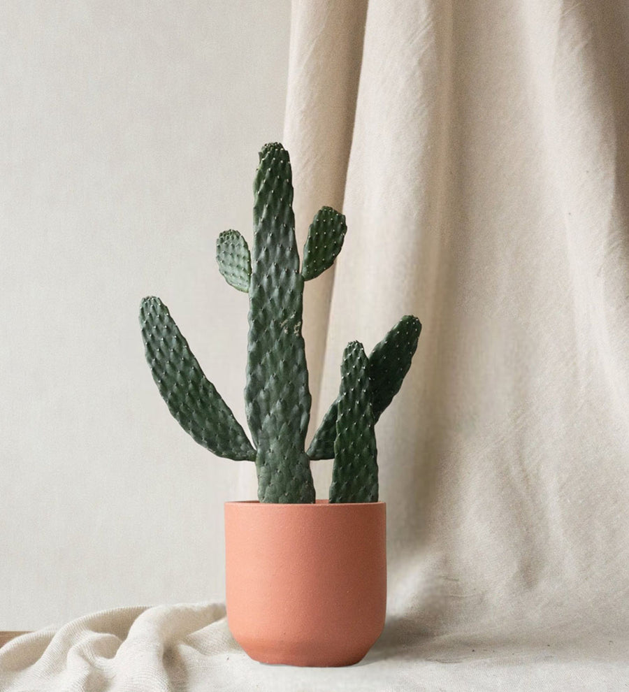 Cowboy Cactus