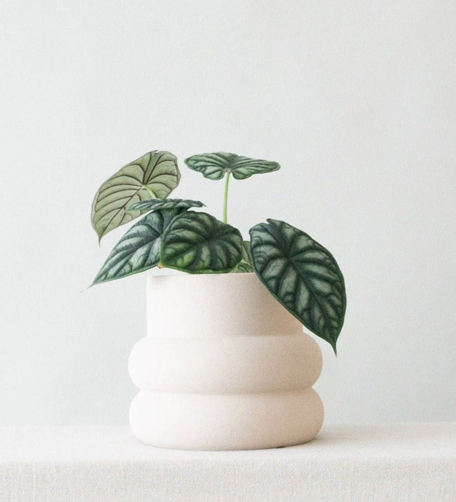 Alocasia Dragon Scale