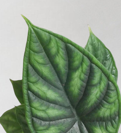 Alocasia Dragon Scale