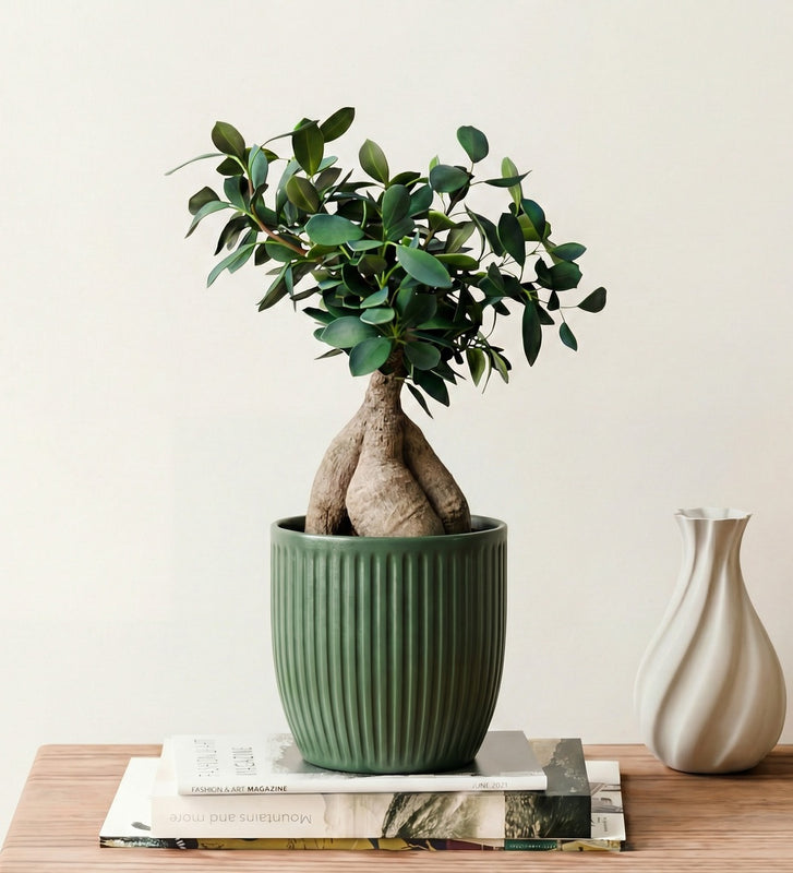 Ficus Ginseng & Pot