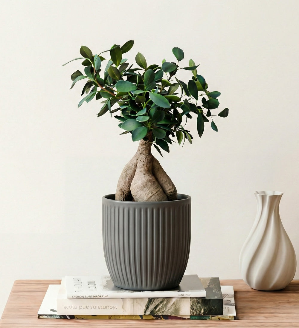 Ficus Ginseng & Pot