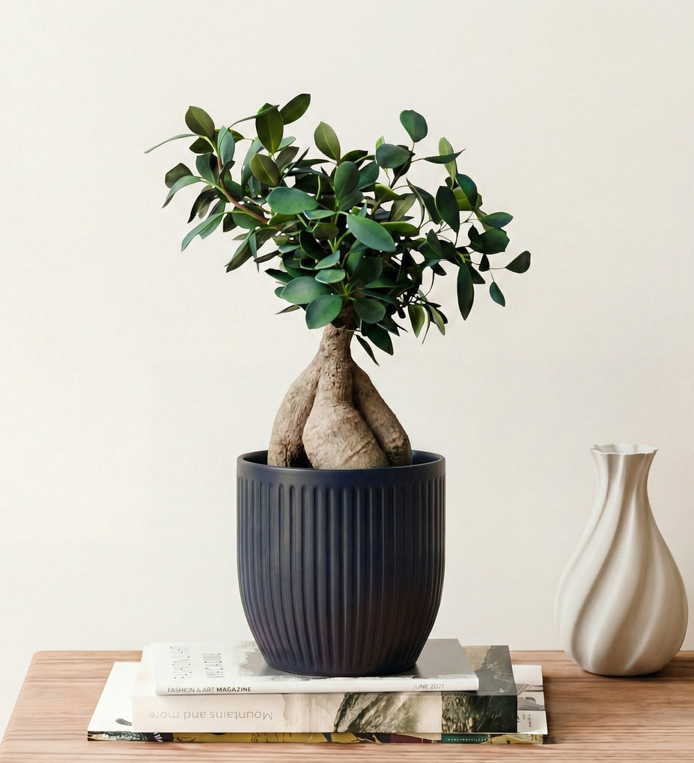 Ficus Ginseng & Pot