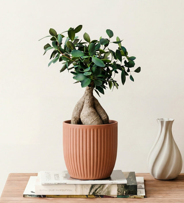 Ficus Ginseng & Pot