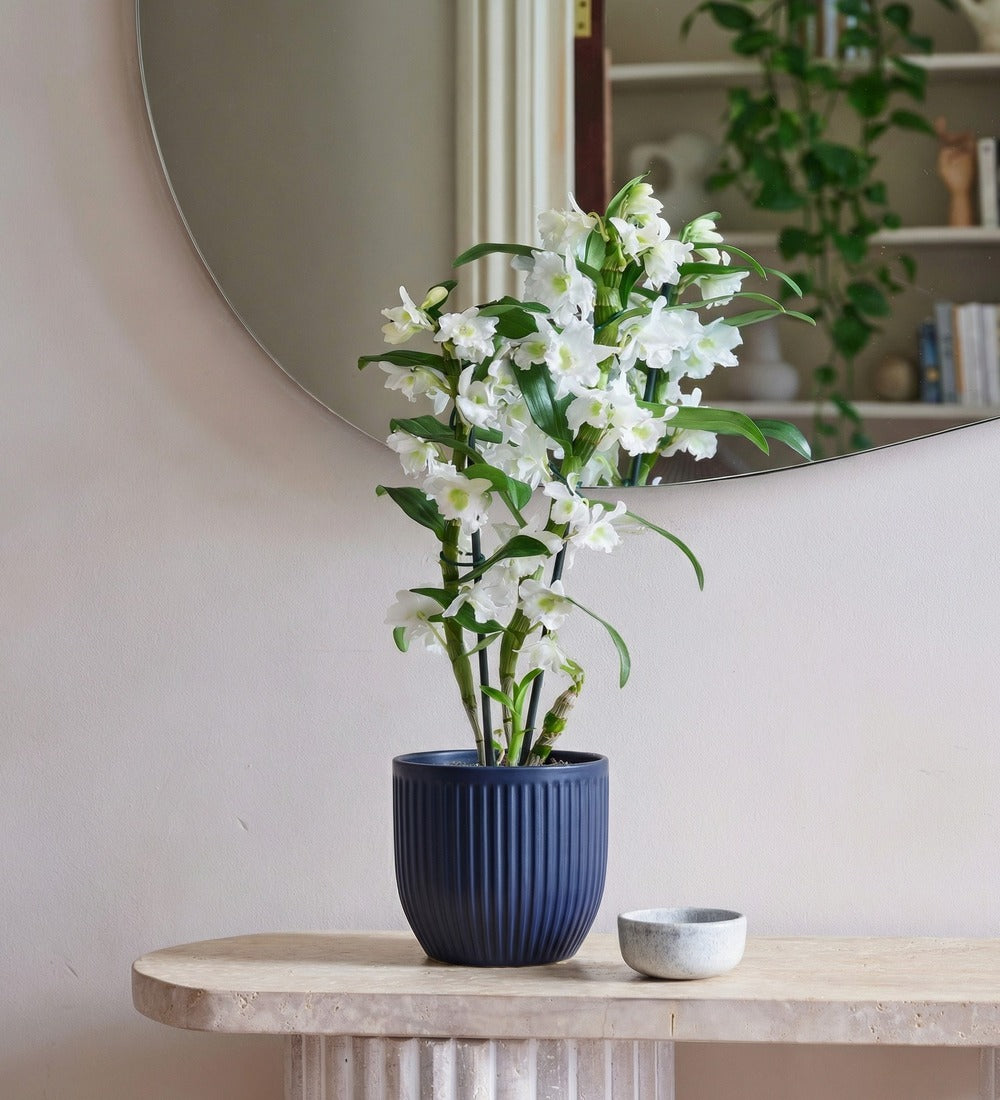 Bamboo Orchid & Pot