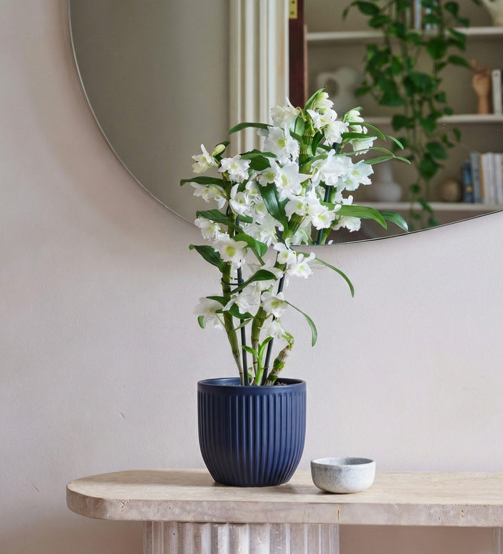 Bamboo Orchid & Pot