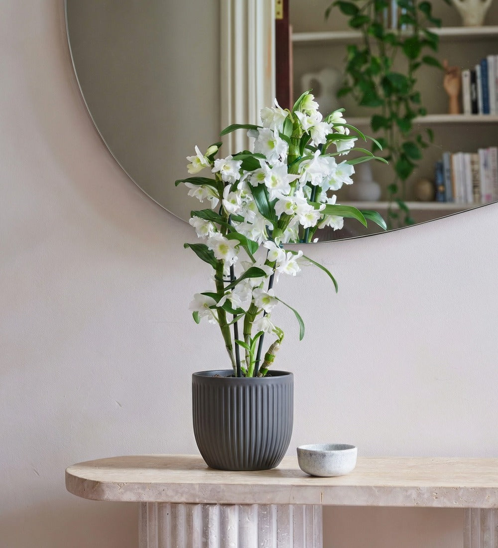 Bamboo Orchid & Pot