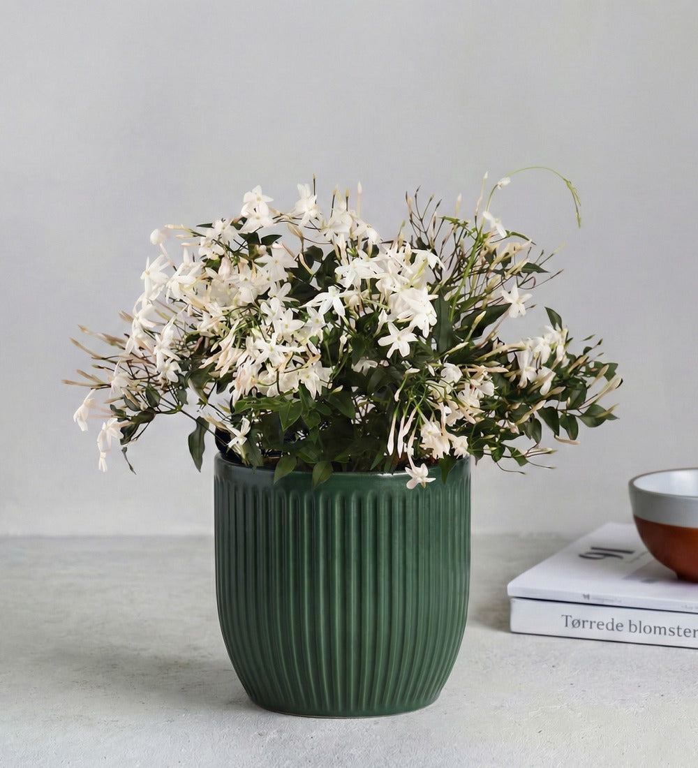 Jasmine & Pot