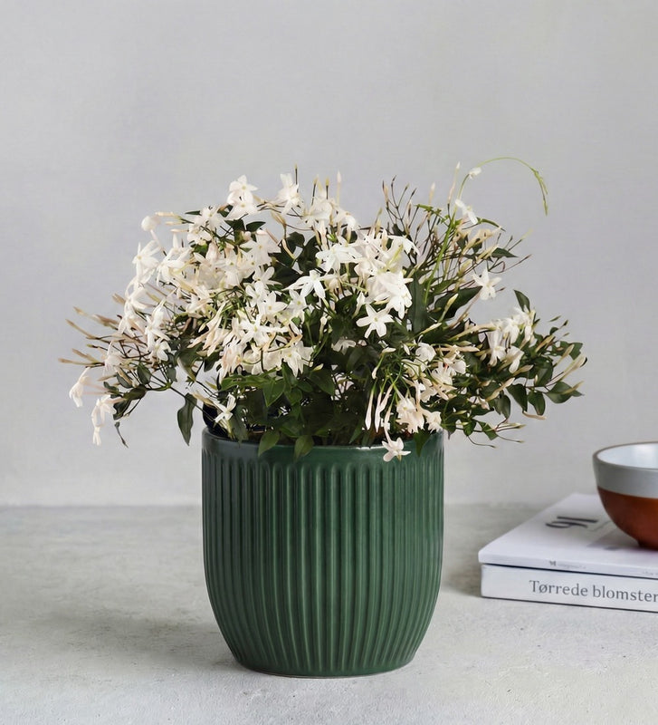 Jasmine & Pot