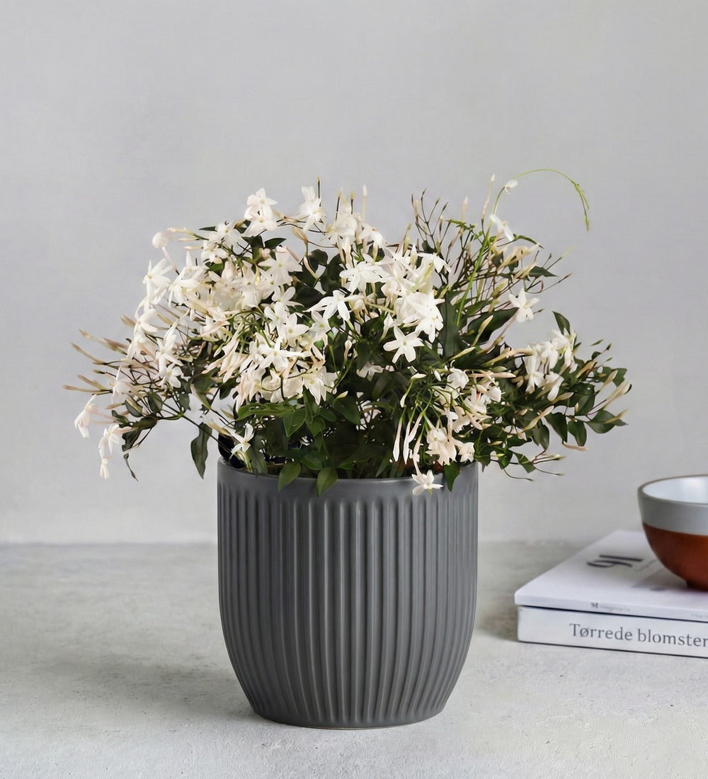 Jasmine & Pot