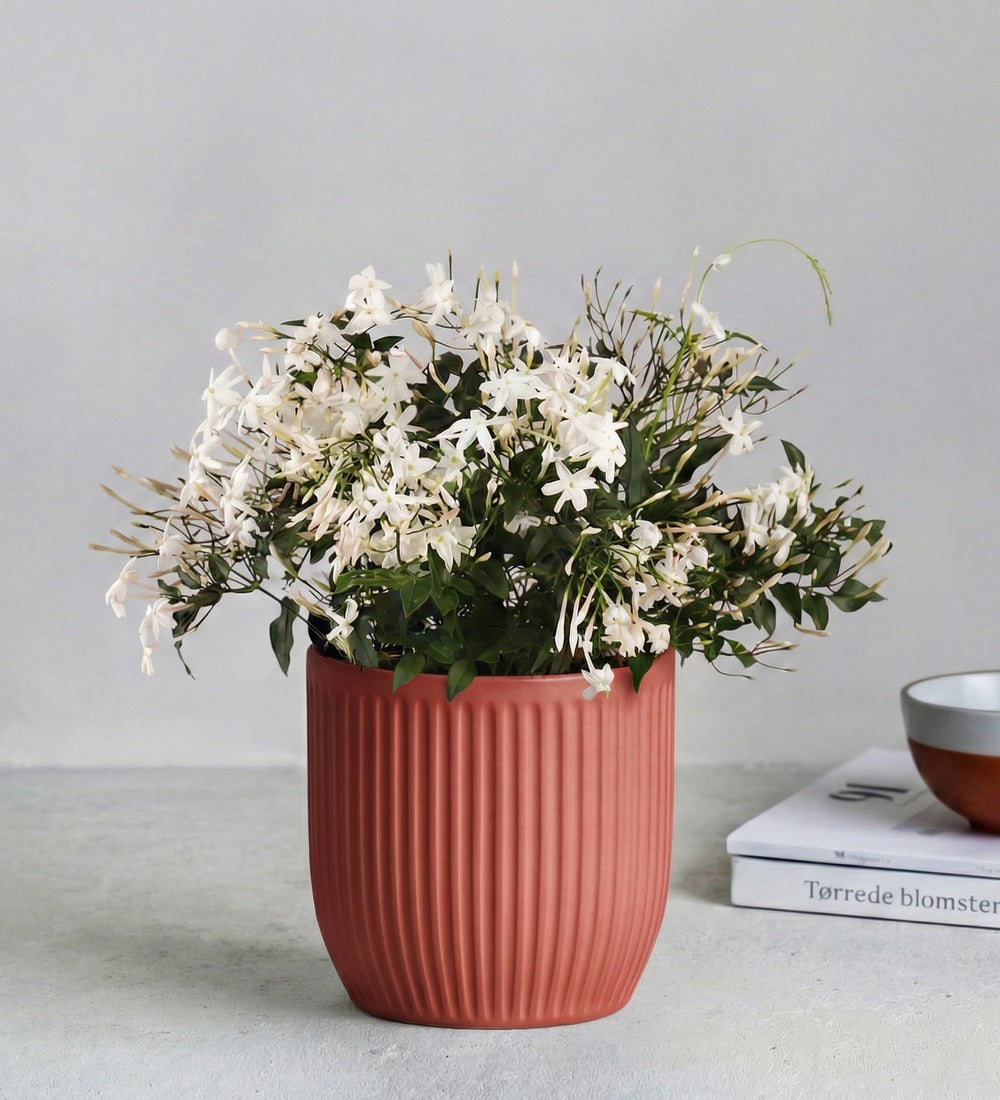 Jasmine & Pot