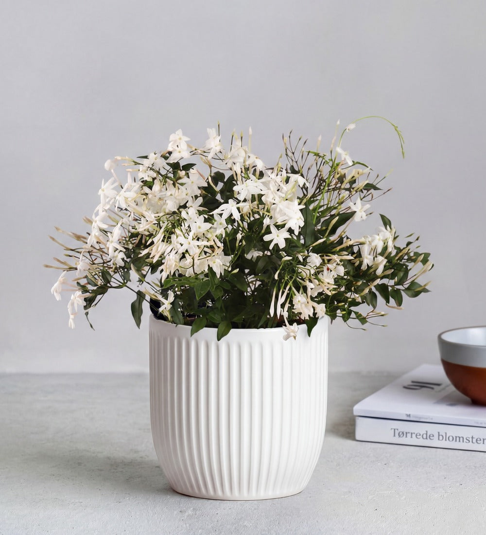 Jasmine & Pot