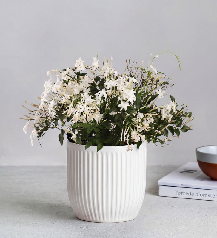 Jasmine & Pot