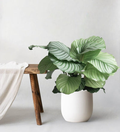 Calathea Orbifolia