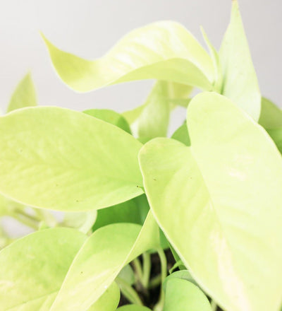 Neon Pothos