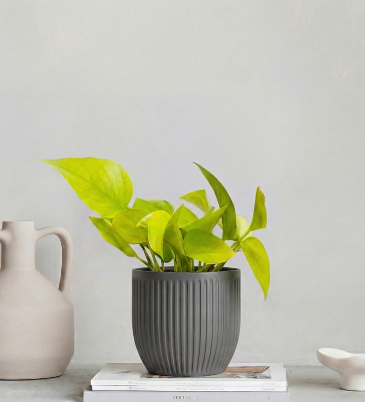 Neon Pothos & Pot