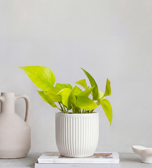Neon Pothos & Pot