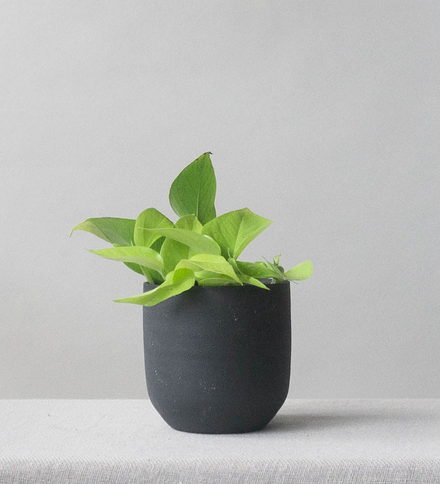 Neon Pothos