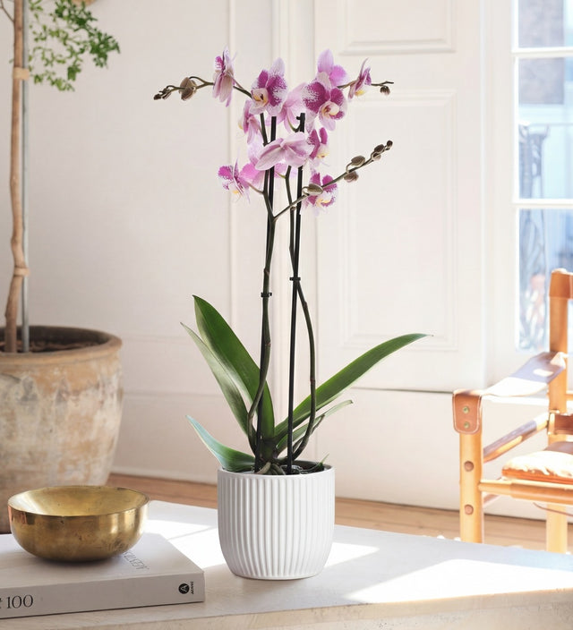 Purple Orchid & Pot