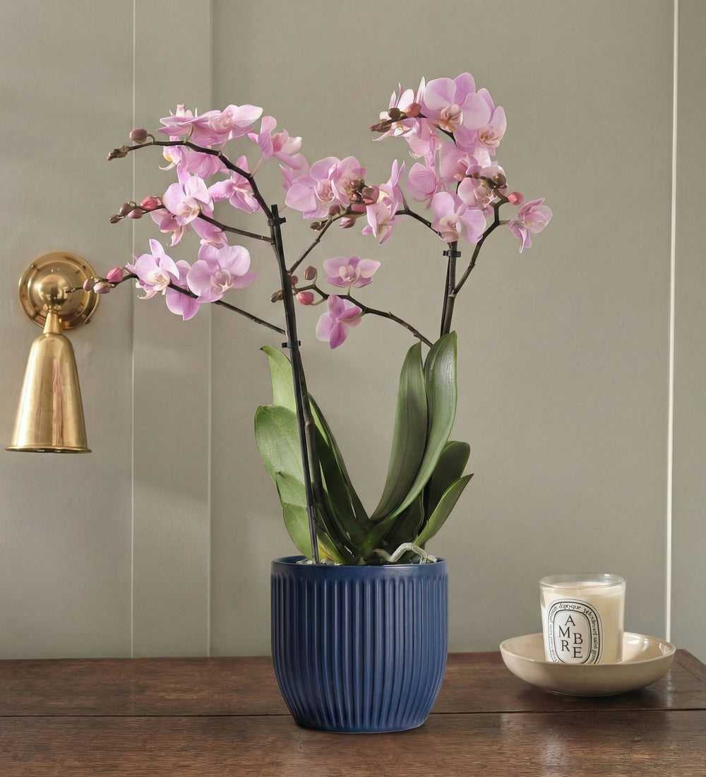 Pink Orchid & Pot
