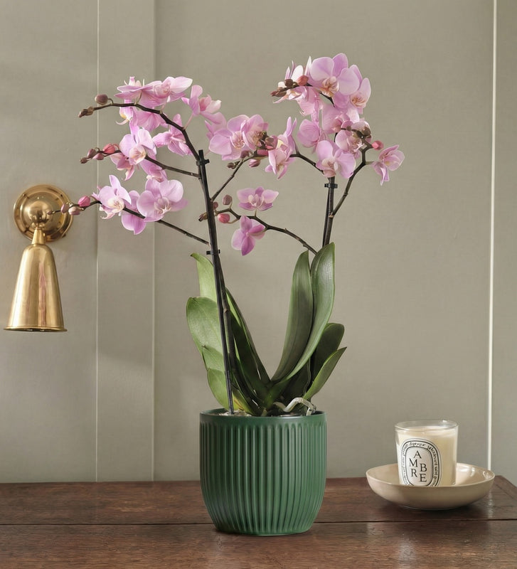 Pink Orchid & Pot