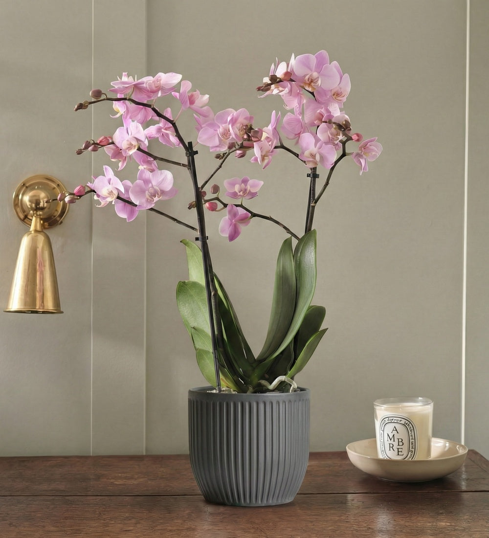 Pink Orchid & Pot