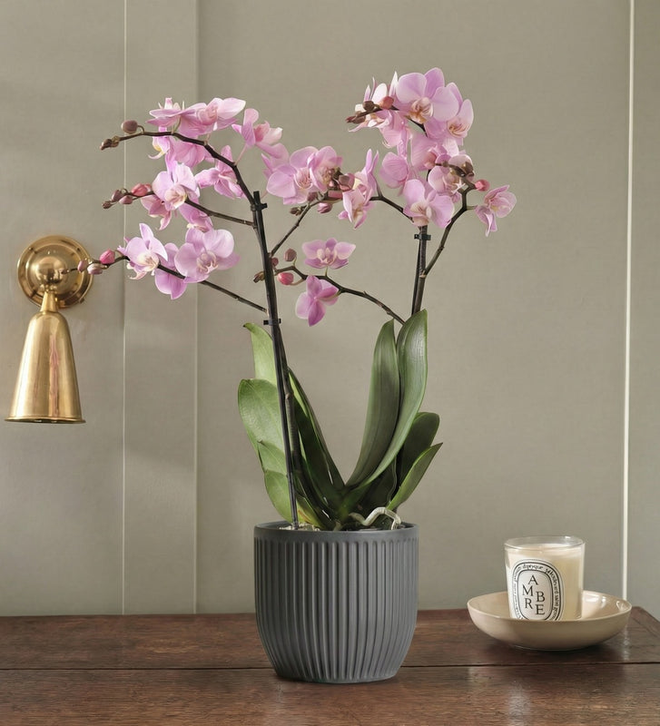 Pink Orchid & Pot