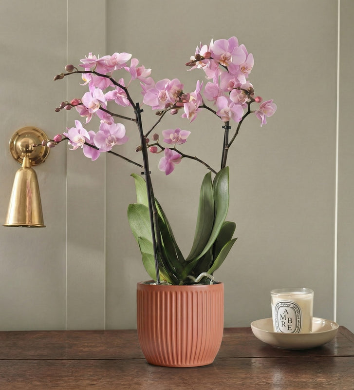 Pink Orchid & Pot