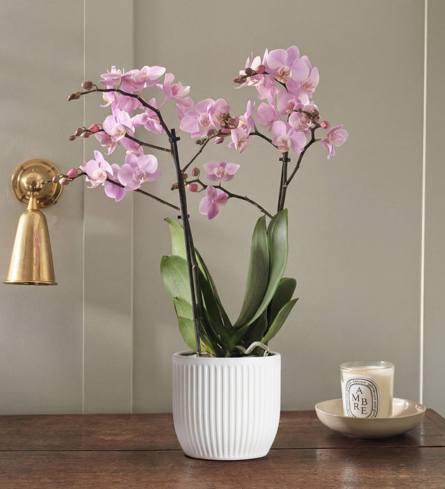 Pink Orchid & Pot