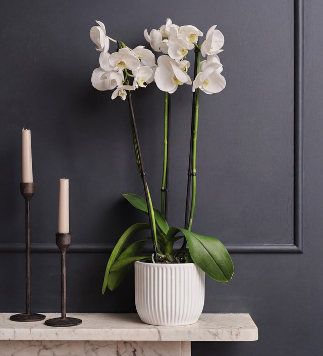 White Orchid & Pot