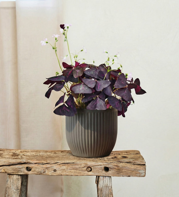 Oxalis & Pot