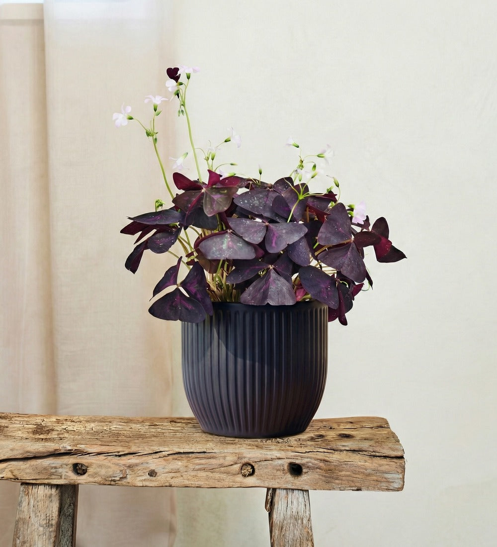 Oxalis & Pot