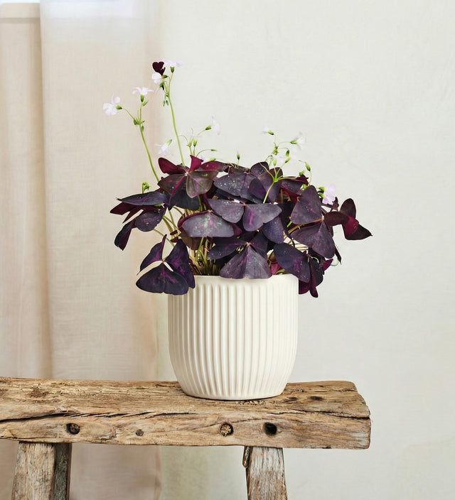 Oxalis & Pot