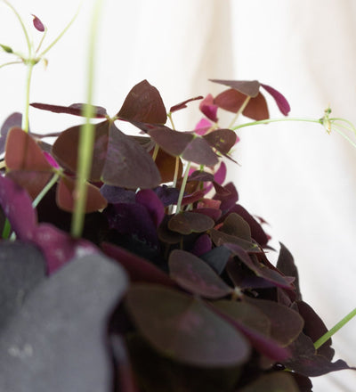 Oxalis