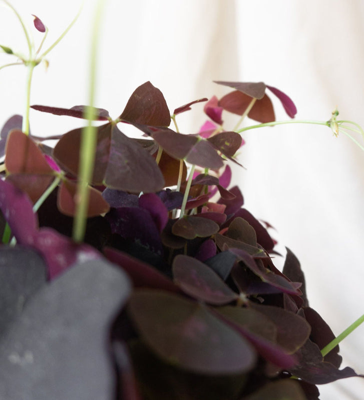 Oxalis & Dalston Charcoal