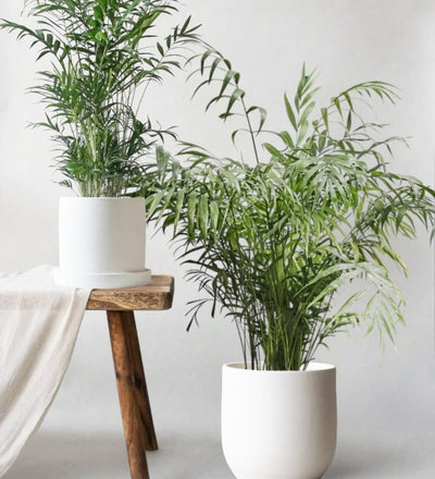 Parlour Palm