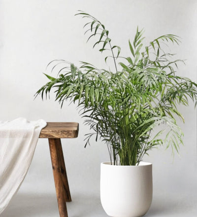 Parlour Palm